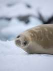 Crabeater seal resting on an ice floe, Antarctic Peninsula, Portal Point Art Print